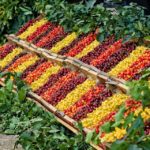 Cseresznyemajális 2018