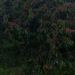 Cseresznyemajális 2019